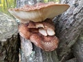 Shiitake mushroom birst Royalty Free Stock Photo