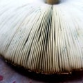Shiitake mushroom gills