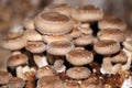 Shiitake mushroom grow together in groups Royalty Free Stock Photo