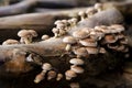 Shiitake mushroom growing in wooden logs Royalty Free Stock Photo