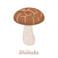 Shiitake mushroom isolated. Vector illustration, icon. Royalty Free Stock Photo