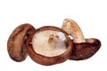 Shiitake mushroom isolated Royalty Free Stock Photo