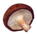 Shiitake mushroom isolated Royalty Free Stock Photo