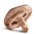 Shiitake mushroom isolated on white background Royalty Free Stock Photo