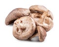 Shiitake mushroom isolated on white background Royalty Free Stock Photo