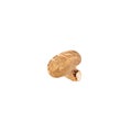 Shiitake mushroom isolated on white background with clipping path. Royalty Free Stock Photo