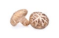Shiitake mushroom isolated on white background Royalty Free Stock Photo