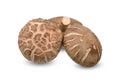 Shiitake mushroom isolated on white clipping path Royalty Free Stock Photo