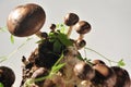 Shiitake mushroom and jiaogulan leaves. Royalty Free Stock Photo