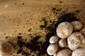 shiitake mushroom Lentinula Edodes on a wooden table Royalty Free Stock Photo