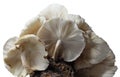 Shiitake on a mushroom substrate Royalty Free Stock Photo