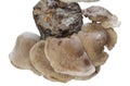 Shiitake on a mushroom substrate Royalty Free Stock Photo