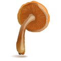 Shiitake mushroom vector