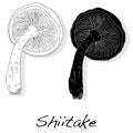 Shiitake mushroom vector illustration