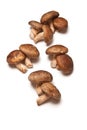 Shiitake Mushrooms Royalty Free Stock Photo