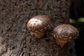 Shiitake mushrooms