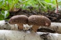 Shiitake Mushrooms Royalty Free Stock Photo