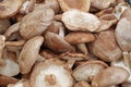 Shiitake mushrooms, full frame cover photo. Lentinula edodes. Shiitake champignions. Mushroom background texture.