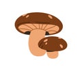 Shiitake mushrooms. Fungi of different size, big and small. Edible fresh organic natural forest food. Autumn fall fungus