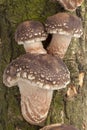 Shiitake mushrooms growing on a tree Royalty Free Stock Photo