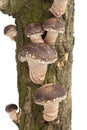 Shiitake mushrooms growing on a tree