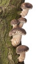 Shiitake mushrooms growing on a tree Royalty Free Stock Photo