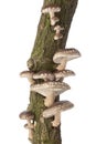 Shiitake mushrooms growing on a tree Royalty Free Stock Photo
