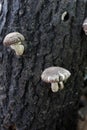 Shiitake. Mushrooms Shiitake grown on oak logs on a farmers market on the street. Bioproduct cultivation in natural environment. S Royalty Free Stock Photo