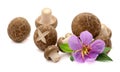 Fresh shiitake mushrooms isolated on white background. Royalty Free Stock Photo