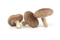 Shiitake mushrooms isolated on white background Royalty Free Stock Photo