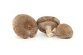 Shiitake mushrooms isolated on white background Royalty Free Stock Photo