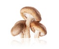 Shiitake mushrooms Lentinula edodes close-up isolated on a white background Royalty Free Stock Photo