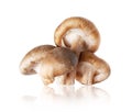 Shiitake mushrooms Lentinula edodes close-up on a white background Royalty Free Stock Photo