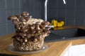 Shiitake mushrooms, Lentinula edodes growing kit in home kitchen counter. Royalty Free Stock Photo