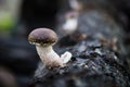 Shiitake Mushrooms Lentinula edodes growing from trees Royalty Free Stock Photo