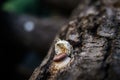 Shiitake Mushrooms Lentinula edodes growing from trees