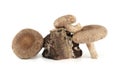 Shiitake mushrooms near birch stump isolated on white Royalty Free Stock Photo