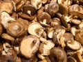 Shiitake mushrooms Royalty Free Stock Photo