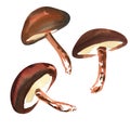 Shiitake Mushrooms set isolated on the white background.