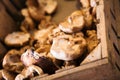 Shiitake mushrooms store Royalty Free Stock Photo