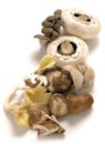 Shiitake, oyster and traditional mushrooms