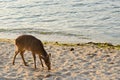 Shika deer, Miyajima, Japan Royalty Free Stock Photo