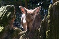 Shika deer, Nara Japan