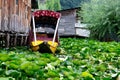 Dal Lake, Srinagar, Jammu an Kashmir, India Royalty Free Stock Photo