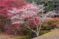 Shikizakura blossom in Autumn