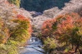 Shikizakura blossom in Autumn