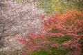 Shikizakura blossom in Autumn