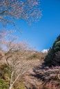 Shikizakura blossom in Autumn