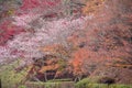 Shikizakura blossom in Autumn