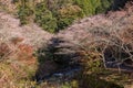 Shikizakura blossom in Autumn